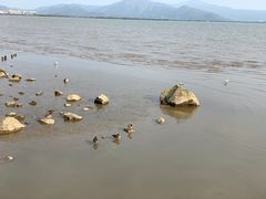 -深圳湾公园(南山区)