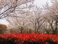 -高东镇樱花园