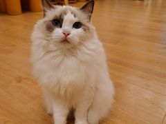 -有喵·猫咖·狗咖·40+猫狗有小奶狗(岗厦店)