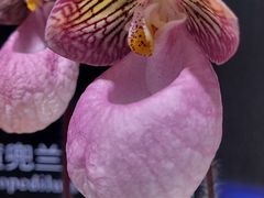 -北京植物园-展览温室