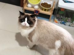 -欣宠猫屋·矮脚拿破仑·蓝金金渐层