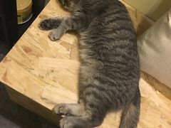 -猫色咖啡·猫咖
