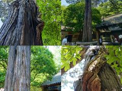 -青岛崂山太清宫