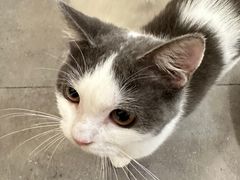 -飞行喵MR PILOT|猫舍·猫咖(静安大融城店)
