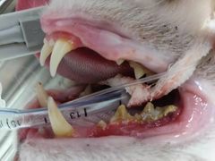 -派特宠物医院(圆融广场店)