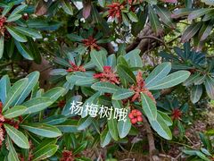 -东山风景区(洞庭东山)