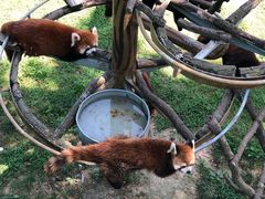 -西霞口神雕山野生动物世界