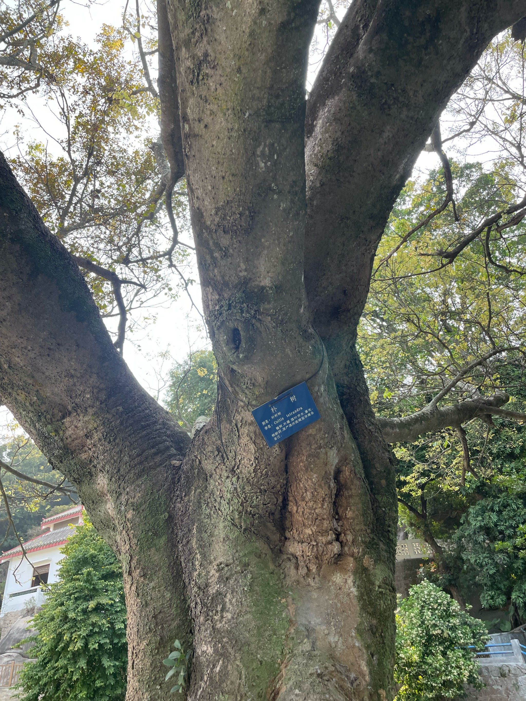 有一棵树,它叫朴树