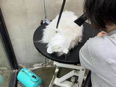 -PETKIT 小佩宠物·低压洗护·美容·寄养(安远店)