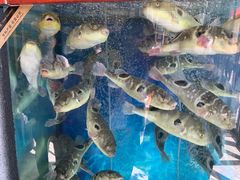 观赏河豚鱼-肆月河豚·新淮扬(金融街店)