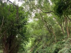 -金鸡山公园