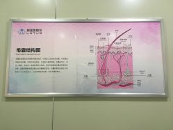 -碧莲盛·不剃发植发