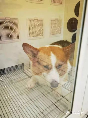 参加一个宠物派对被安利了这家宠物店