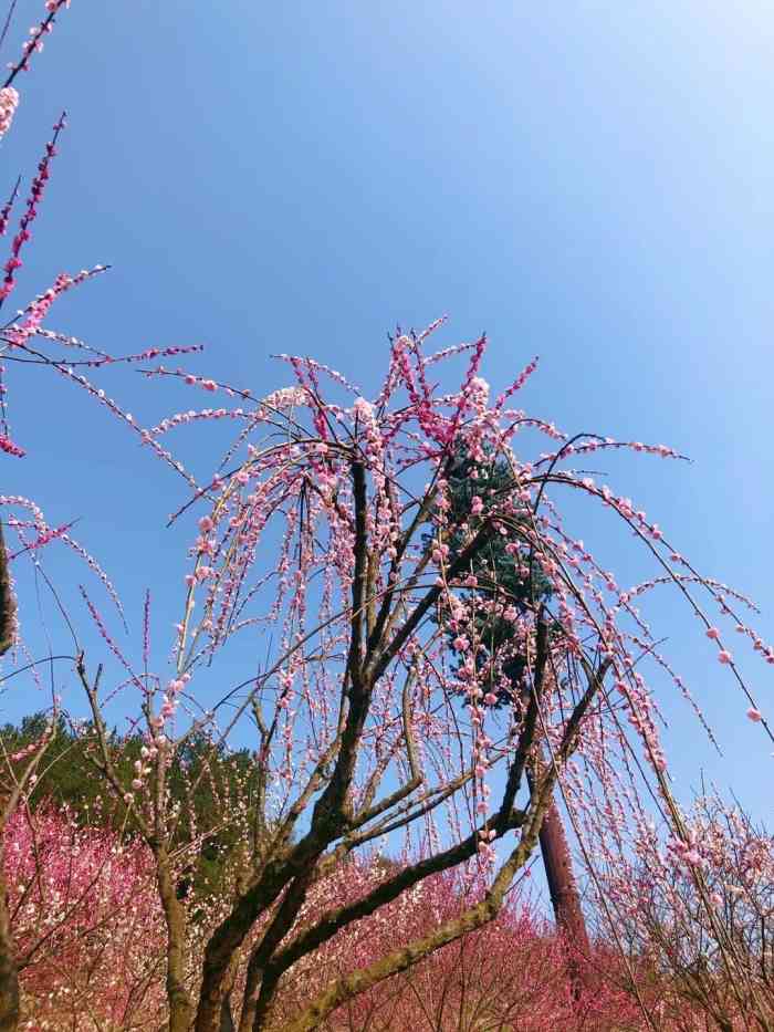 萧山进化吉山梅园-"家附近的一个小景点,两三年没来了,梅花种.