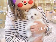 -momokira米努特·德文卷毛猫·棉花面纱犬