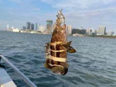 -鑫艋游艇海钓俱乐部