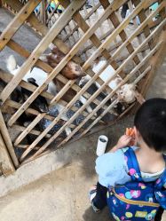 -萌宠亲子动物乐园(槐房万达店)