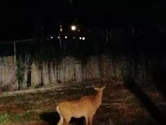 -清迈夜间动物园