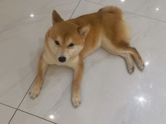 -柴源莊·柴小宠柴犬咖啡