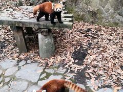 -杭州动物园