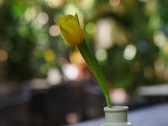 -Golden Lily河内巴黎法越料理餐厅(建国西路店)