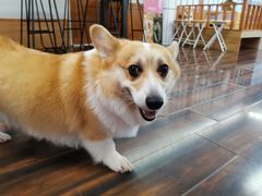 -豆柴町-柴犬主题狗咖(红鼎国际C座店)