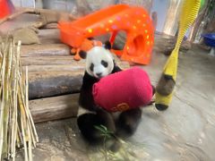 -海南热带野生动植物园