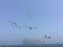 -长岛万鸟岛
