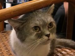 -猫色咖啡·猫咖