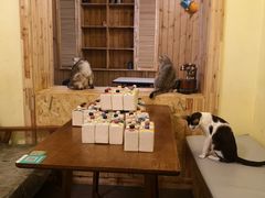 -猫色咖啡·猫咖