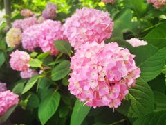 -上海滨江森林公园