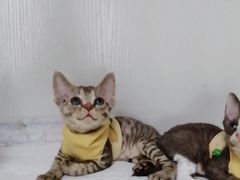 -Bastet sally猫舍购宠(静安店)