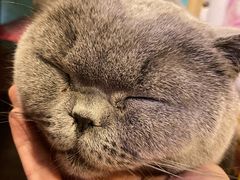 -猫小院猫主题咖啡厅(北锣店)