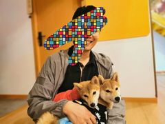 -南京Hallo宠物乐园·哈罗犬舍·柴犬繁育基地