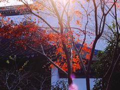 -秋霞圃