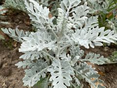 -上海植物园·停车场