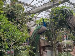 -呀路古热带植物园