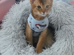 -糯米喵星人总部直营旗舰店·猫舍·幼猫出售