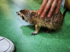 -藦茜花园宠物主题亲子互动体验馆(国顺东路店)