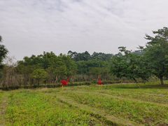 -乐山第一家临江鳝丝(茶坊路店)