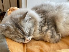 -Let's go狗咖·猫咖·奶狗·桌游(春熙路IFS店)