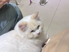 -藏猫猫咖啡主题馆(中央大道店)