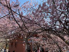 -桃花堤公园