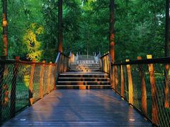 -黄海国家森林公园