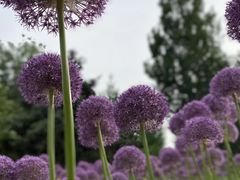 -国家植物园