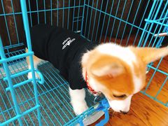 -翊宠yipet猫狗购宠庄园犬舍•猫舍