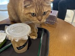 -藏猫猫咖啡主题馆(中央大道店)