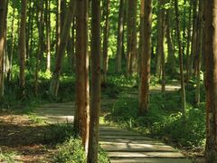 -桤木河湿地公园