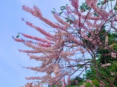 -深圳国际园林花卉博览园