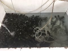 -金台阶鱼馆(于桥水库店)